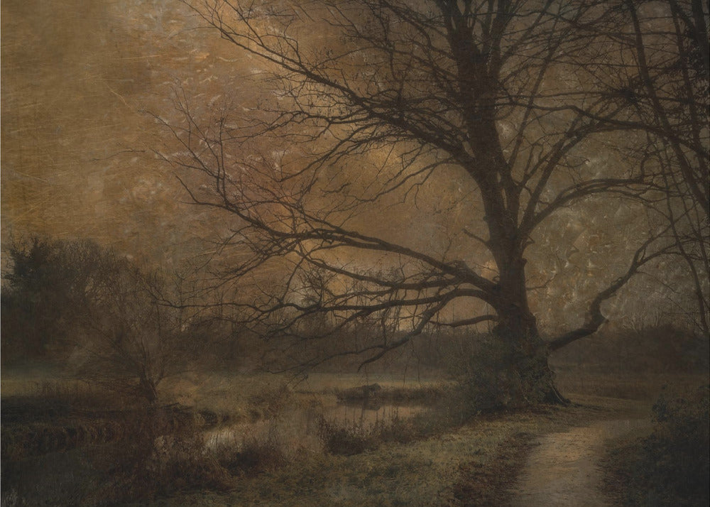 Old tree | Canvas