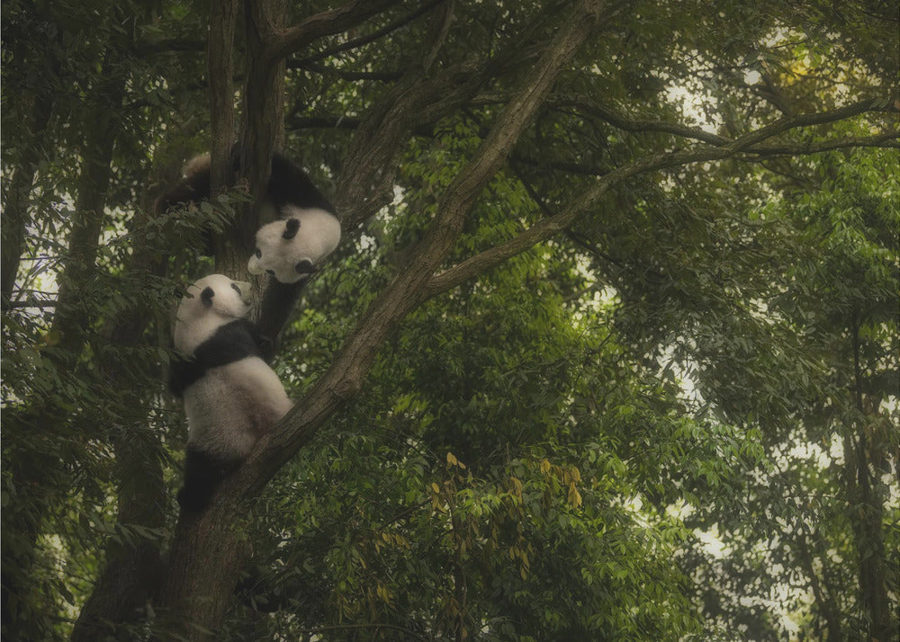 Panda | Canvas