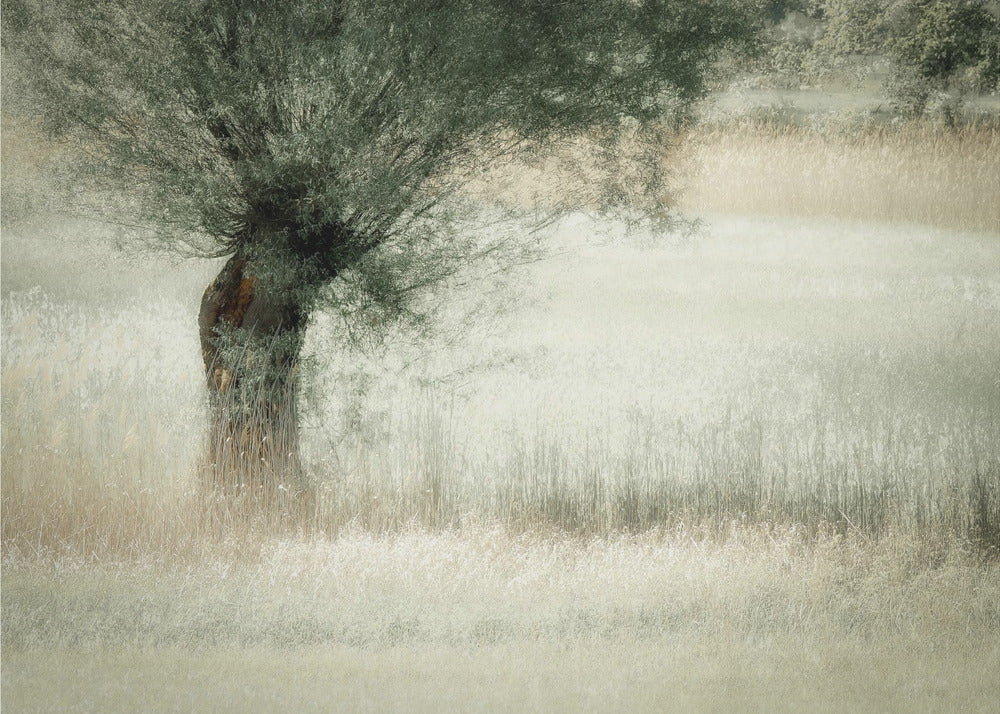 Willow | Canvas