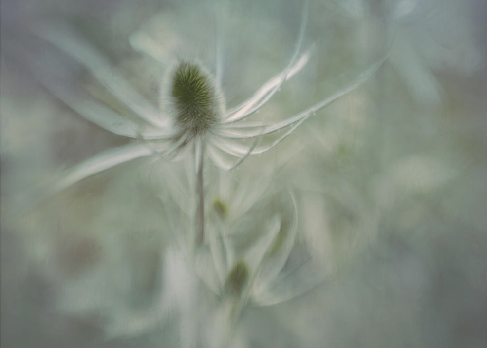 Teasel | Canvas