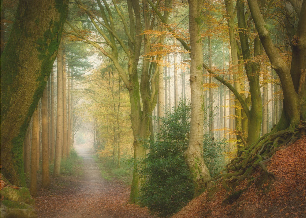 Following Fog | Canvas