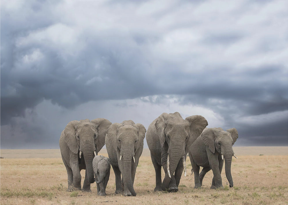 Elephant Walk | Poster