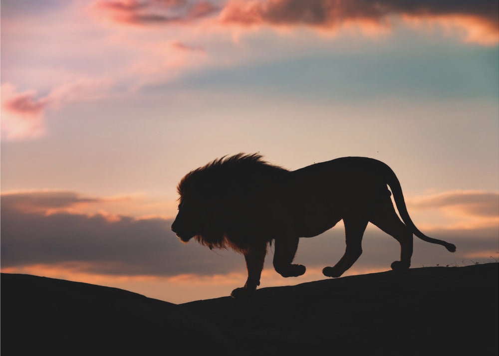 Sunset in the Serengeti | Poster