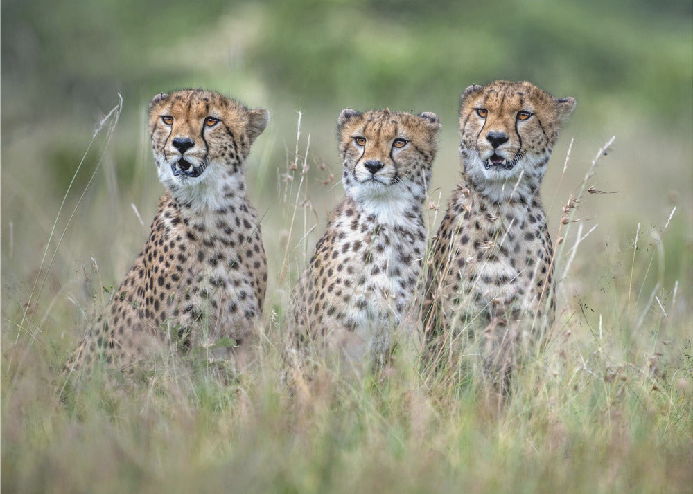 Cheetah cubs | Poster
