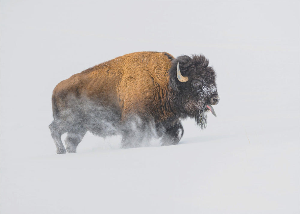 Bison in the Snow | Wallpaper