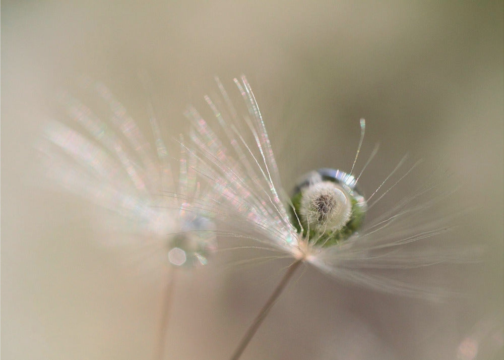 Star of dandelion | Canvas