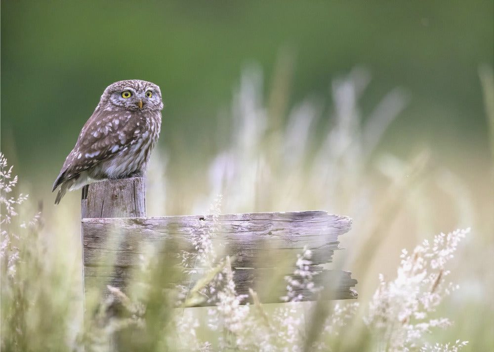 Little owl | Canvas