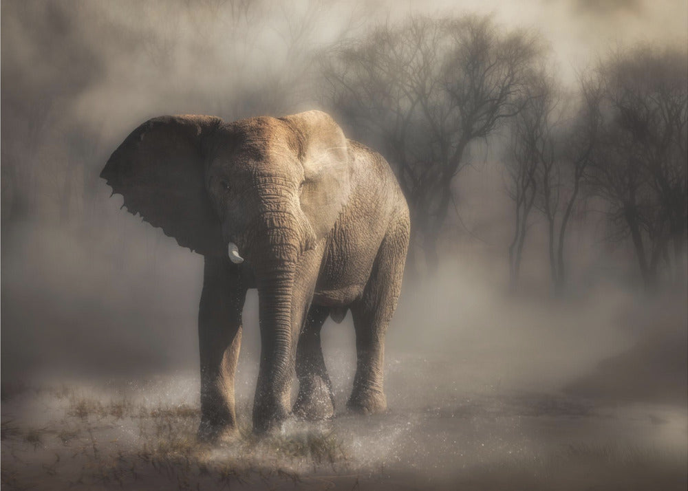 “....elephant drinking water...’ | Canvas