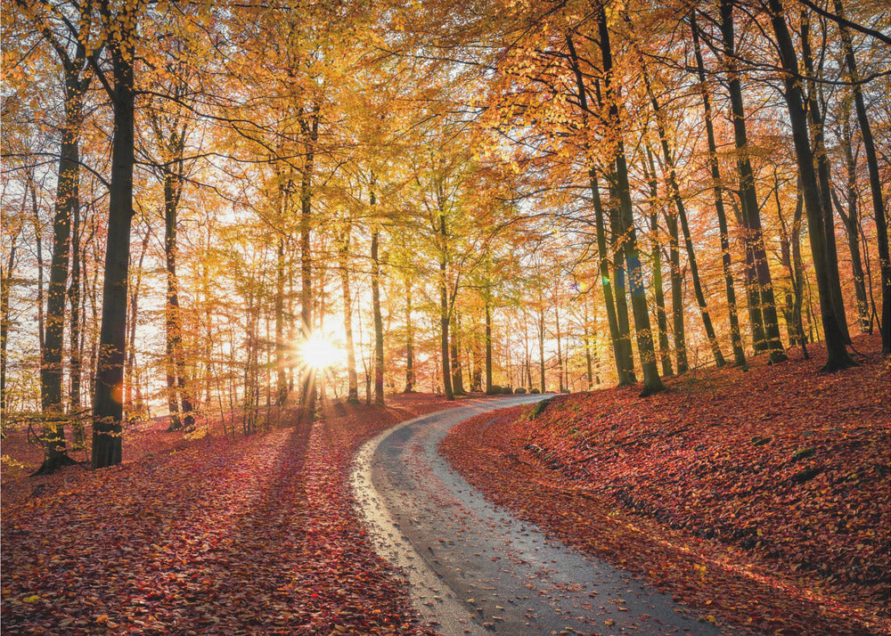 Road in Söderåsen nationalpark, Sweden | Poster