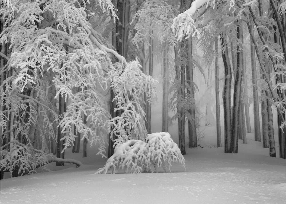 Perfect Winter | Poster