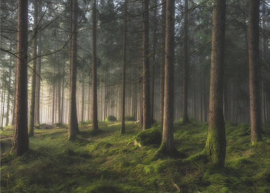 A sense of spring | Canvas