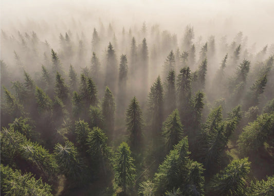 The Army of Firs | Canvas