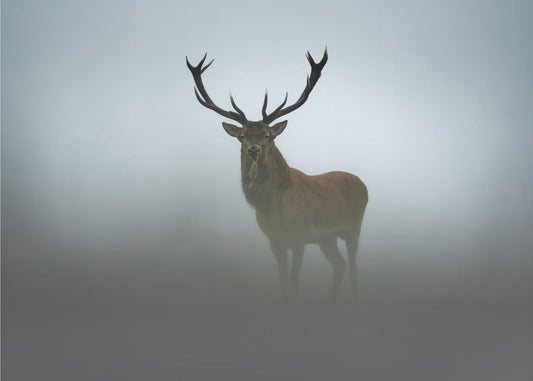 Ephemerality | Wallpaper