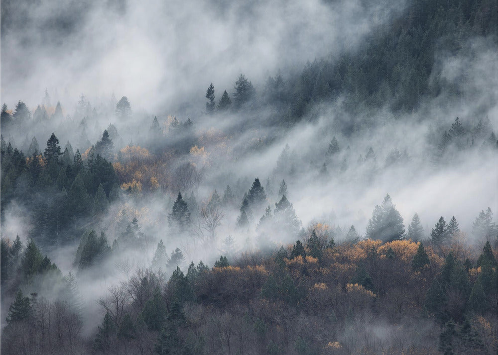 A path of the fog | Canvas