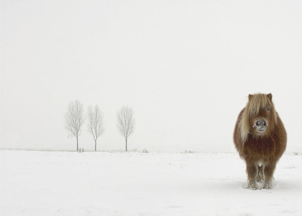 The cold pony | Canvas
