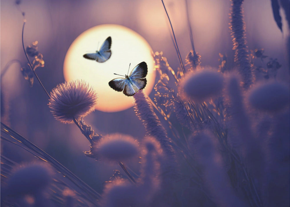 Believe You Can Fly | Canvas