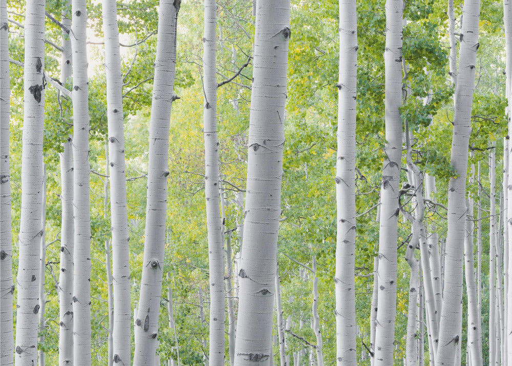 Birch Forest | Canvas