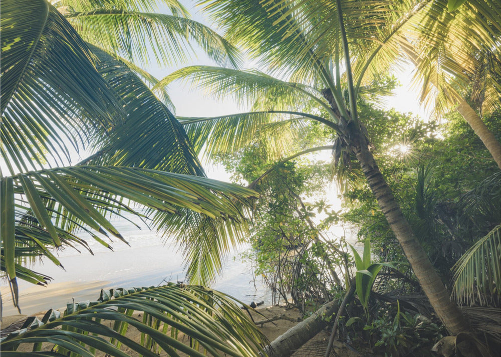 Hide under Palms | Canvas