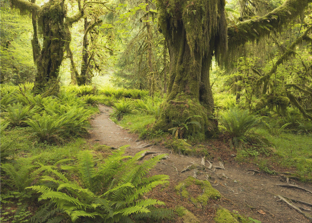 Hoh Rainforest | Canvas