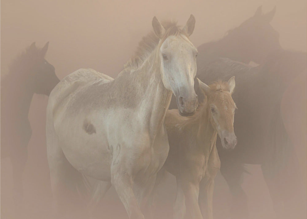 Saca de las Yeguas | Canvas