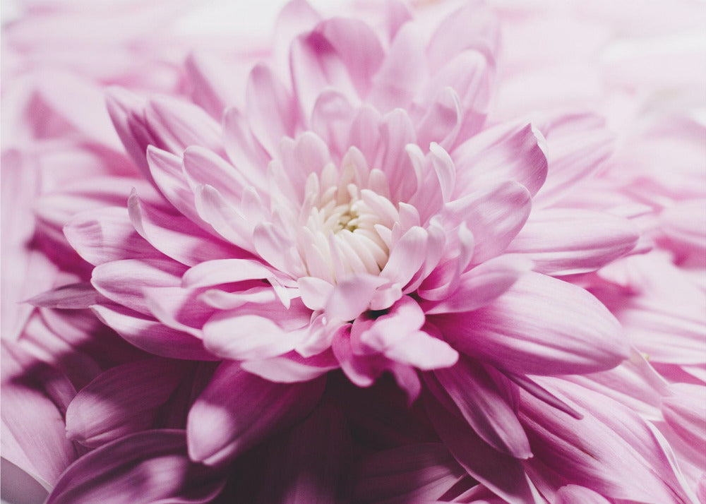 pink Chrysanthemum Blossom | Poster