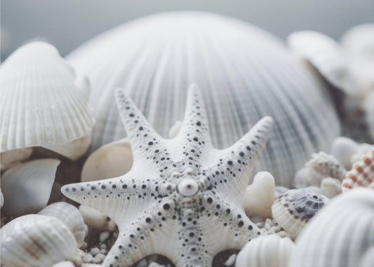 Seashell Symphony | Poster