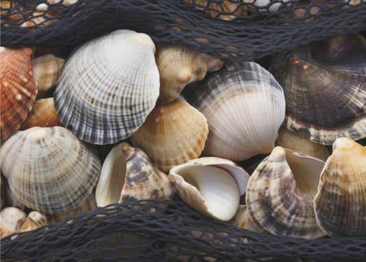 Seashell Tapestry | Poster