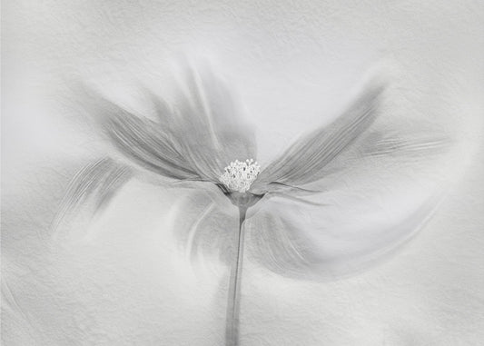 Dancing Cosmos | Poster