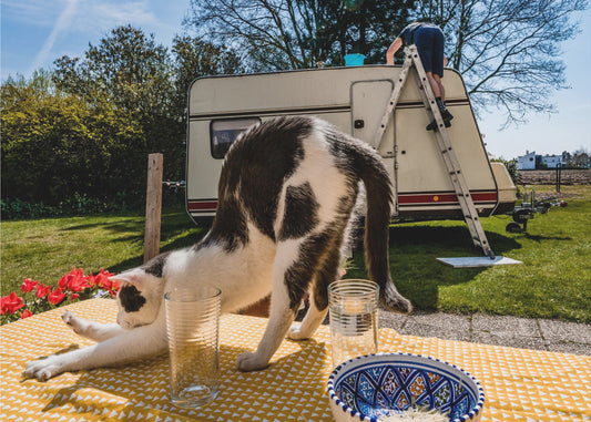 Simular poses... | Canvas