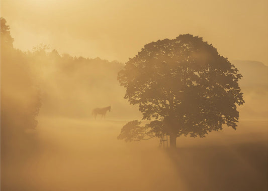autumn morning | Canvas