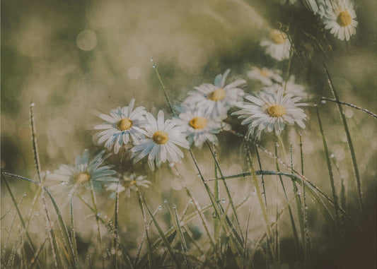 daisies in early morning | Canvas