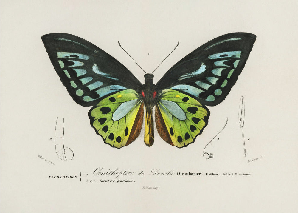 Green Birdwing Butterfly | Poster