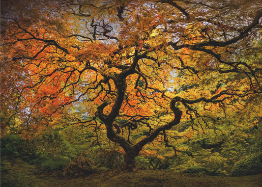 The maple Tree | Canvas