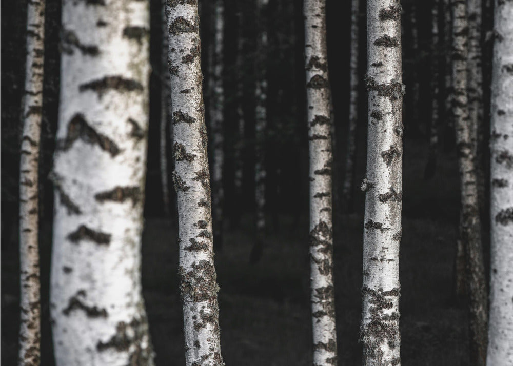 Birch Trees 8 | Canvas