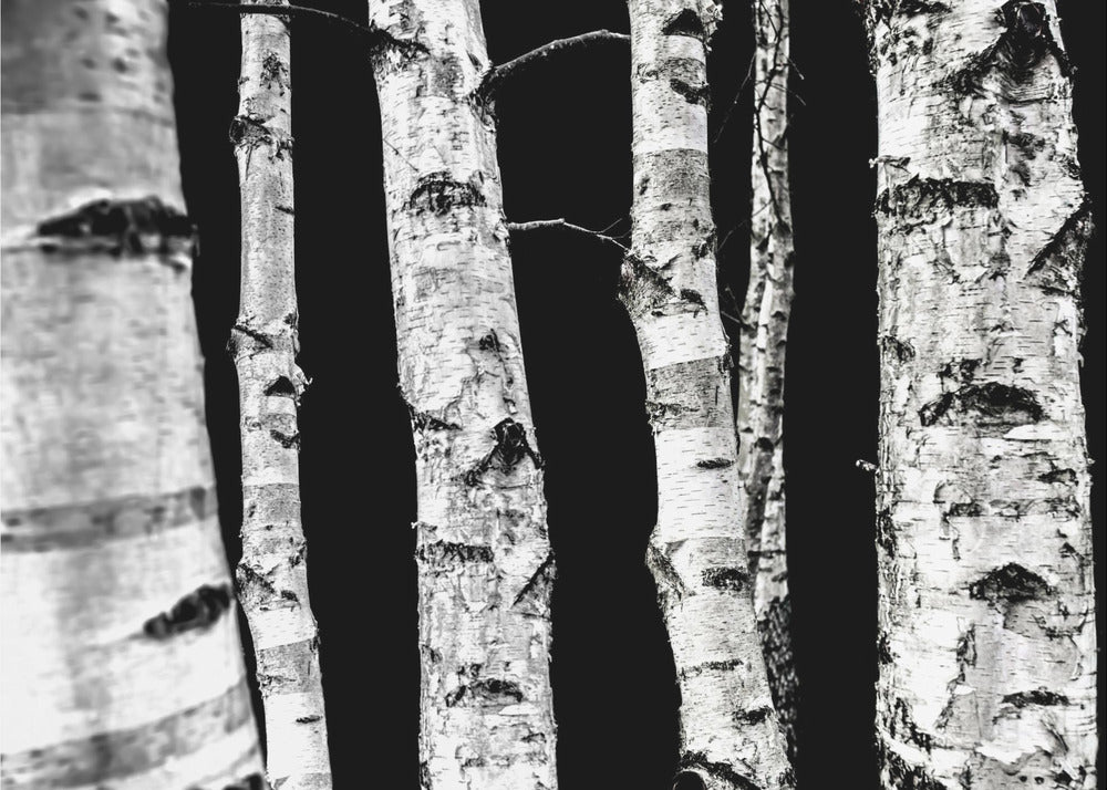 Birch Trees | Canvas