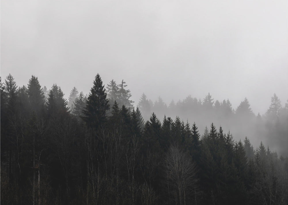 Foggy Woods 7 | Canvas