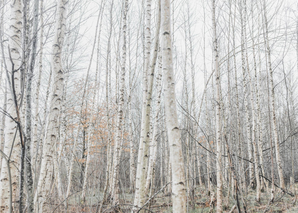Birch Trees 9 | Canvas