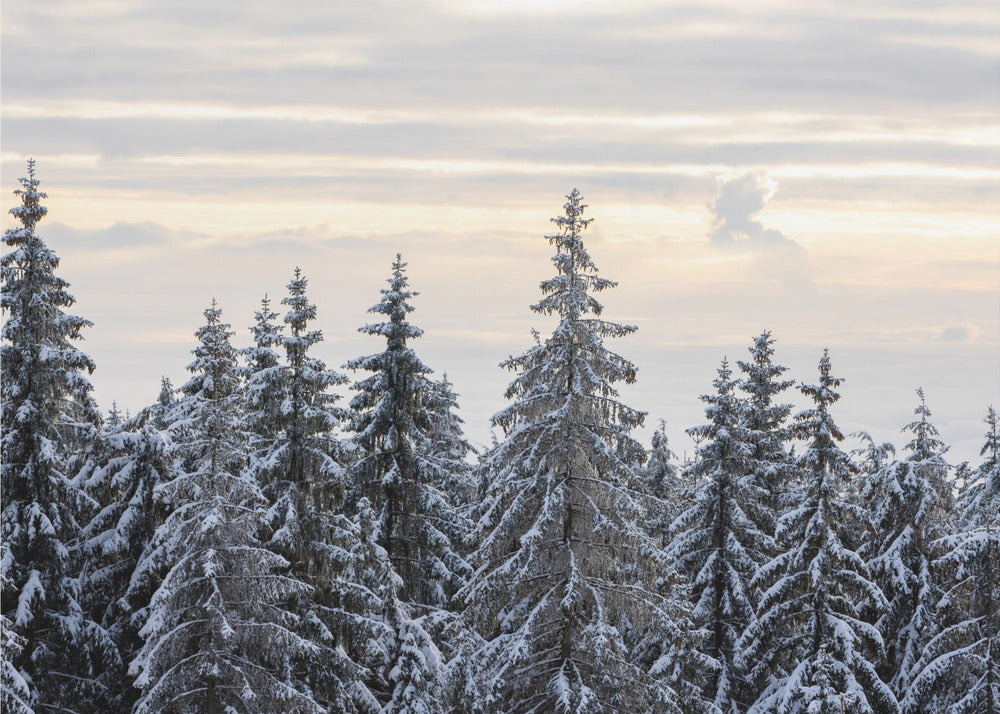 Snow Covered Trees 8 | Canvas