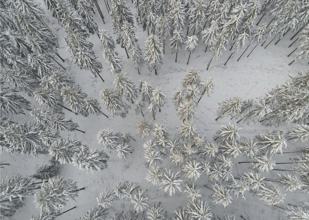 Snow Covered Trees 3 | Canvas