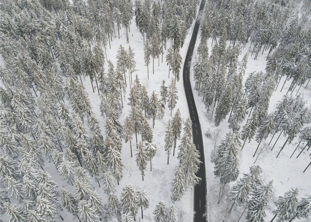 Snow Covered Trees 5 | Canvas
