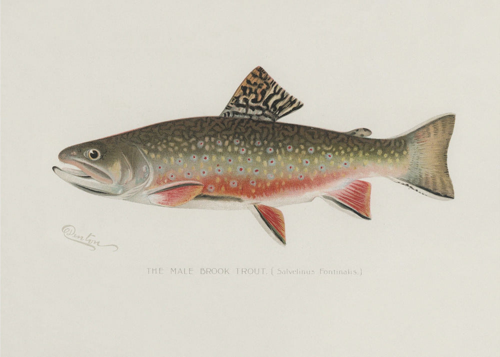 Male Brook Trout | Canvas