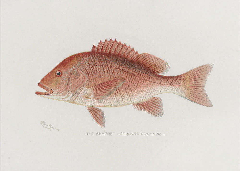 Red Snapper | Canvas
