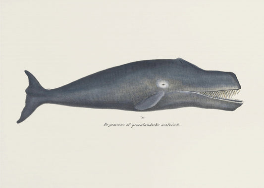 Whale I Antique Handcolored Sealife Lithograph 1824 | Poster