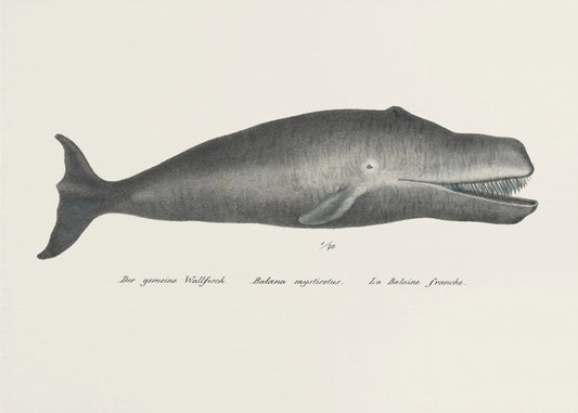 Whale Ii Antique Handcolored Sealife Lithograph 1824 | Poster