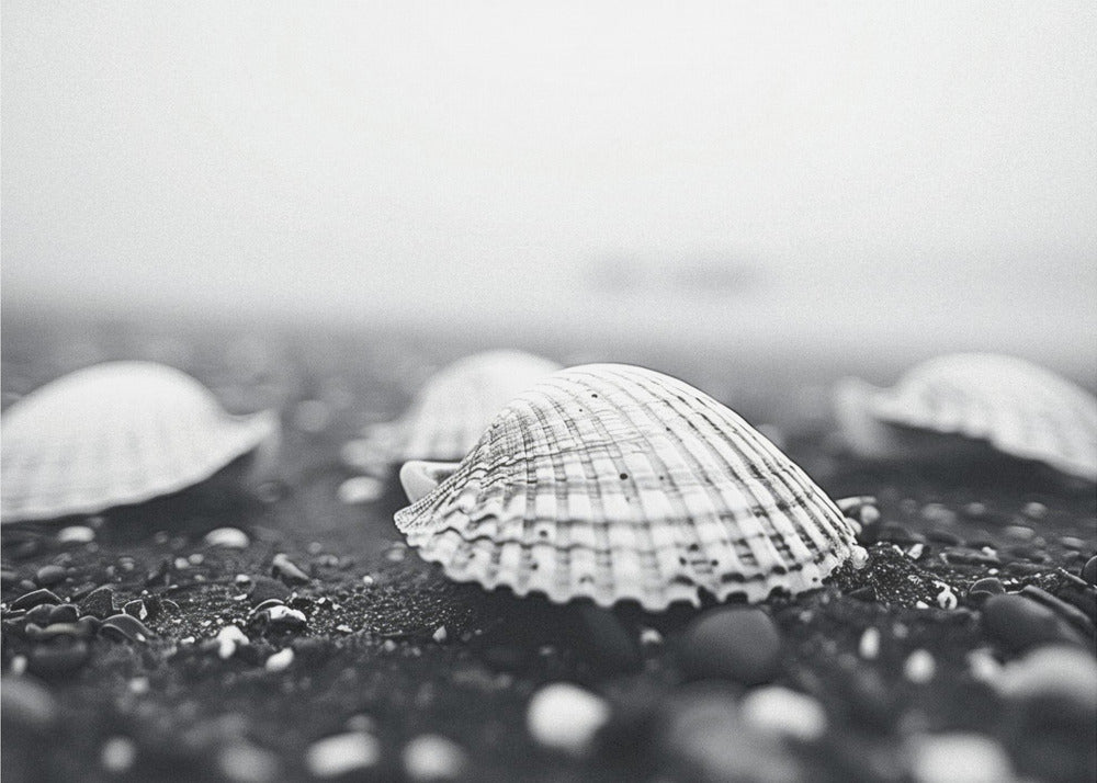 Seashell Serenity | Poster