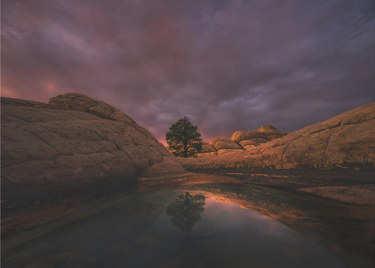 Morning Light | Canvas