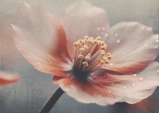 Petals of Serenity | Poster