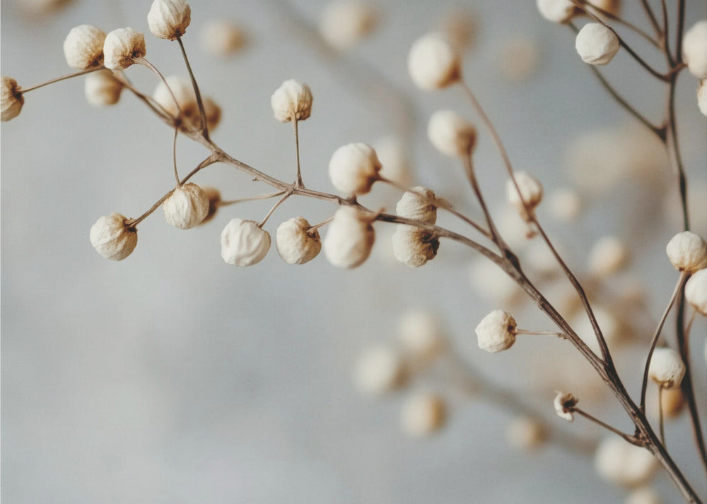 Dried Elegance | Canvas