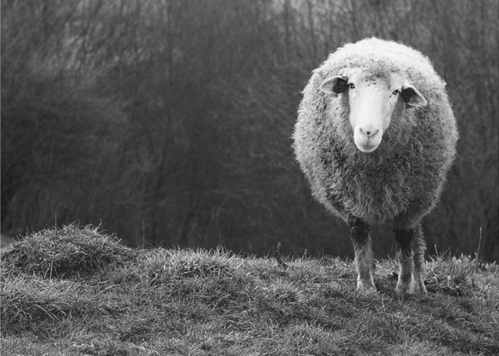 Wondering sheep | Canvas