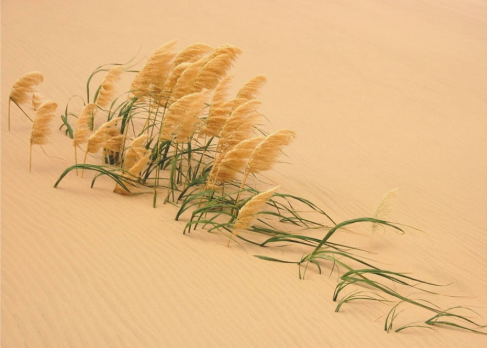 Pampas Grass in Sand Dune | Canvas